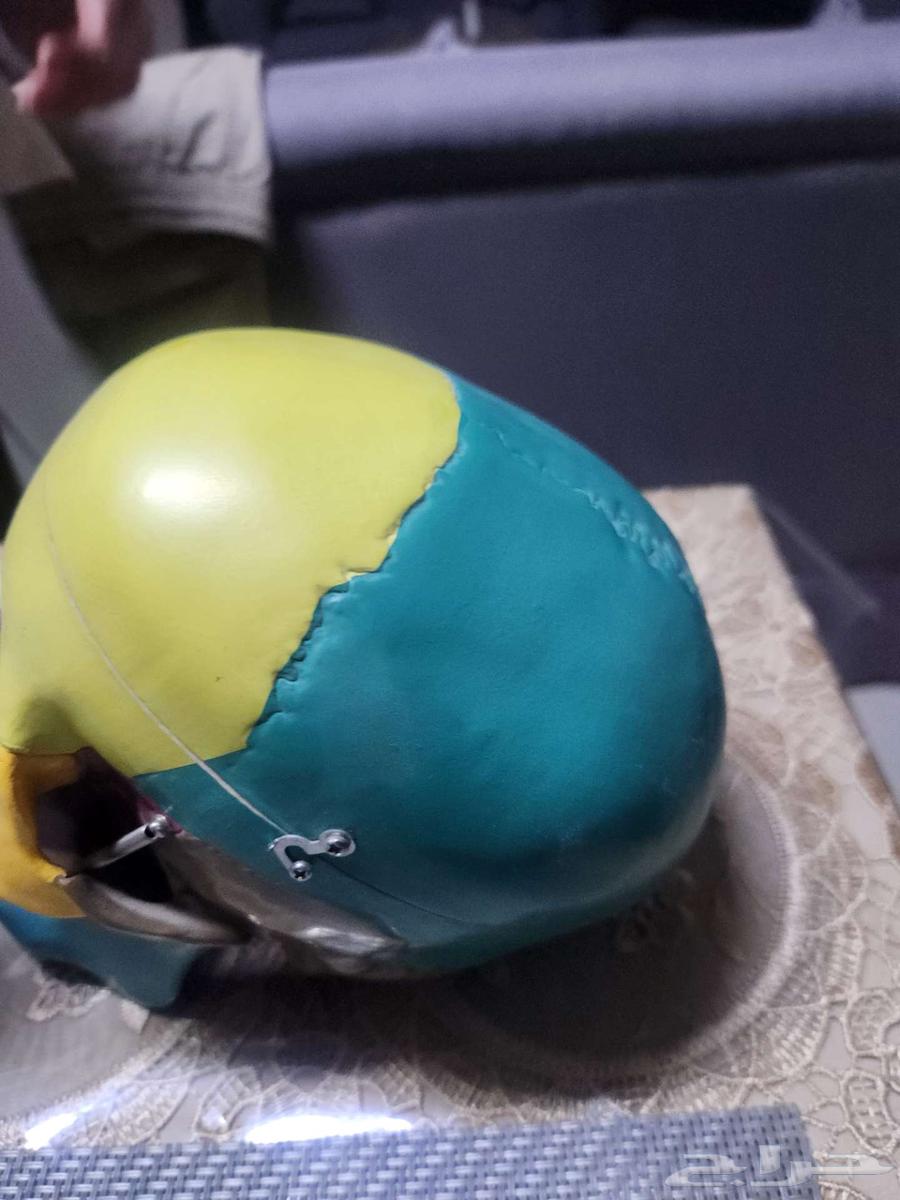 جمجمة للبيع لطلاب الطب و طب الاسنان حالة ممتازة64621817147521112