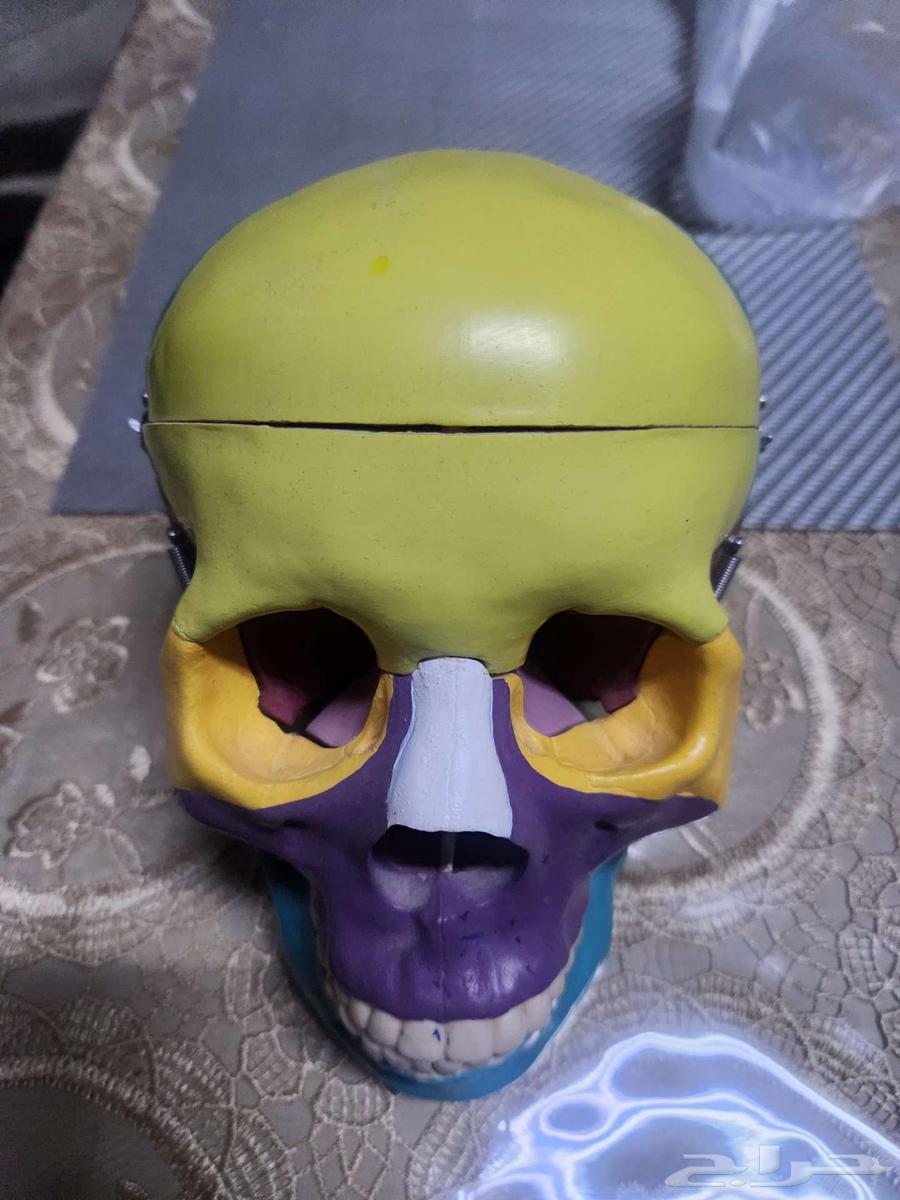 جمجمة للبيع لطلاب الطب و طب الاسنان حالة ممتازة64621817147521111