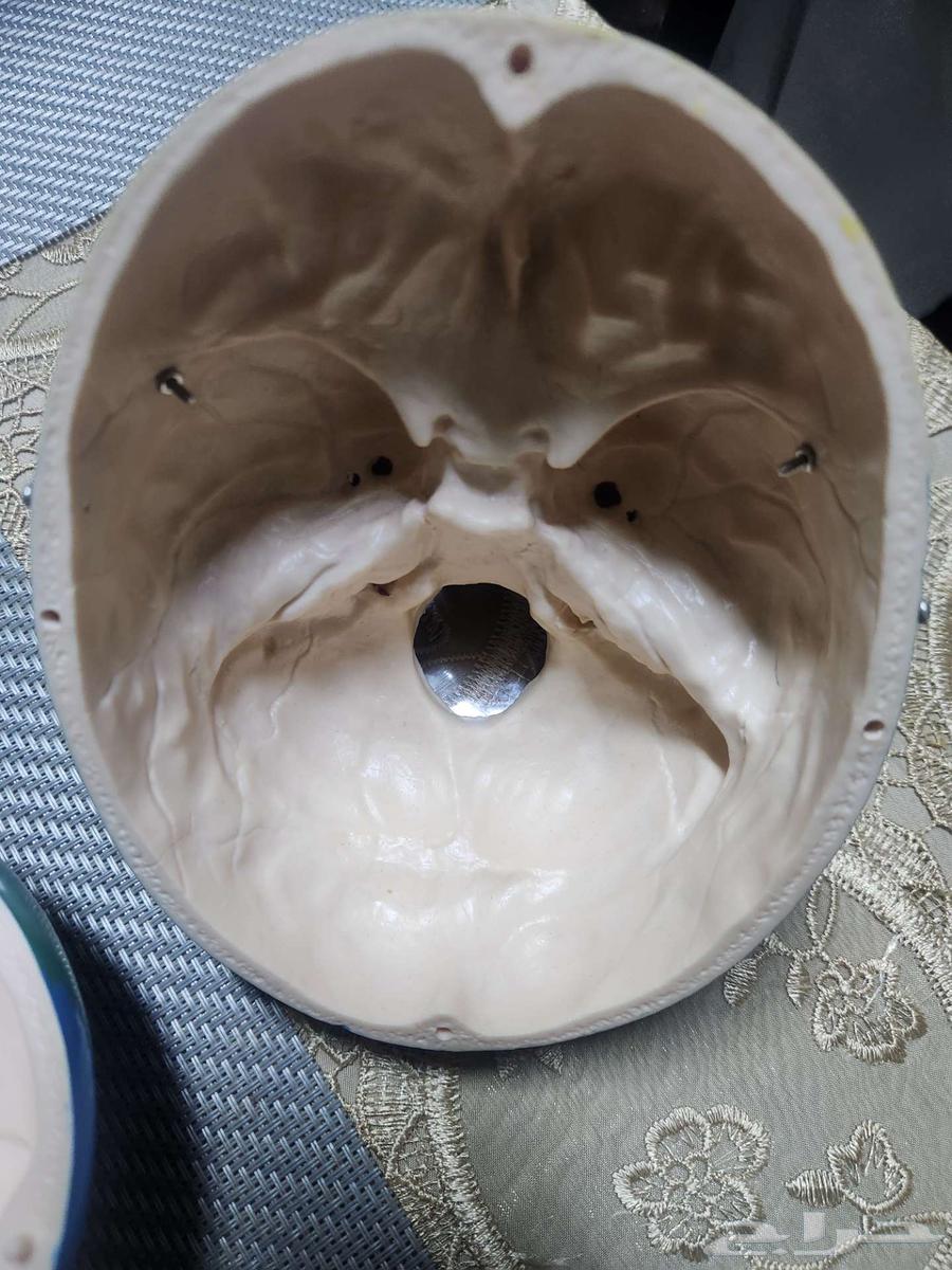 جمجمة للبيع لطلاب الطب و طب الاسنان حالة ممتازة64621817147521113
