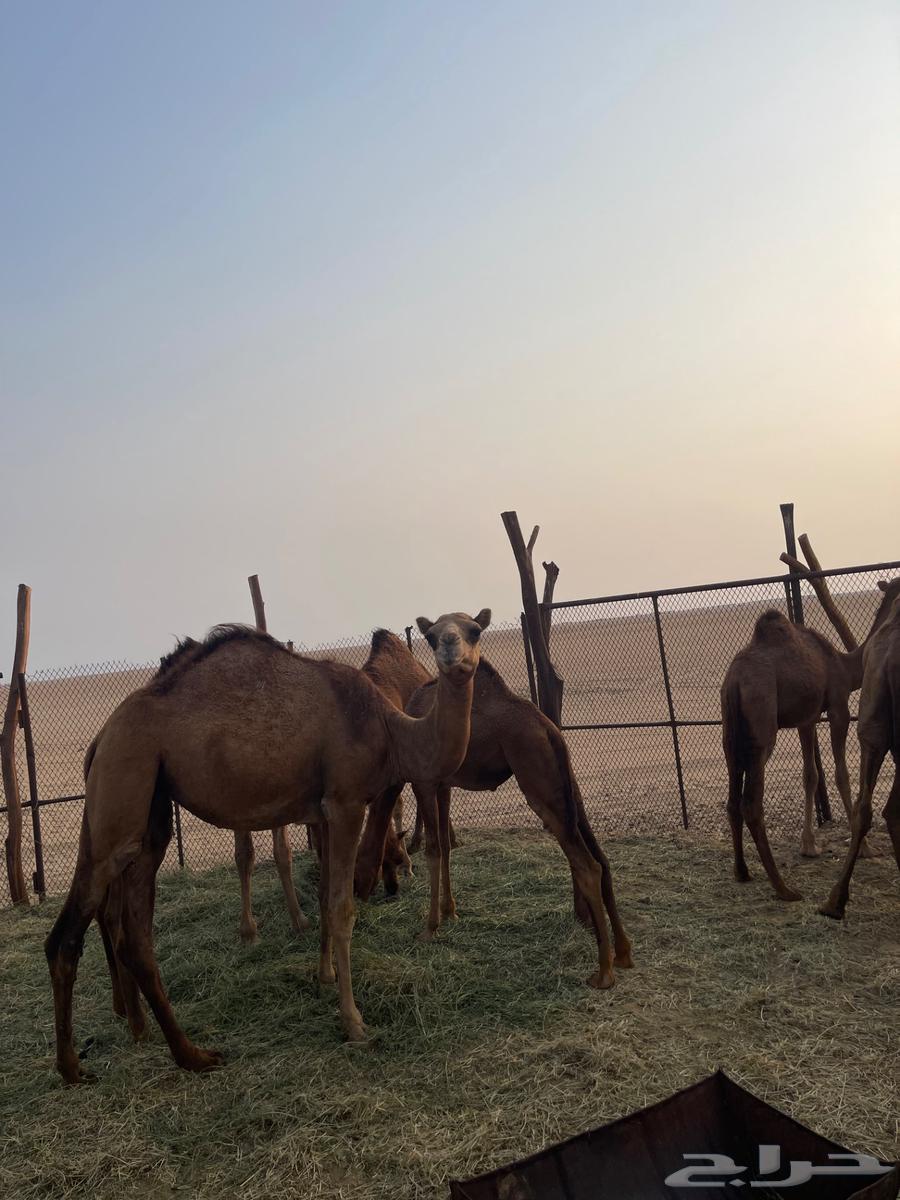 قعدان للبيع64622178692609110