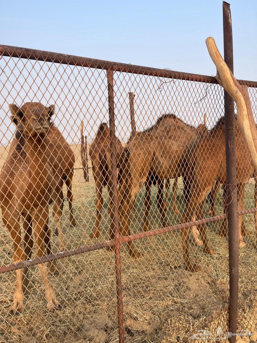 قعدان للبيع64622178692609112