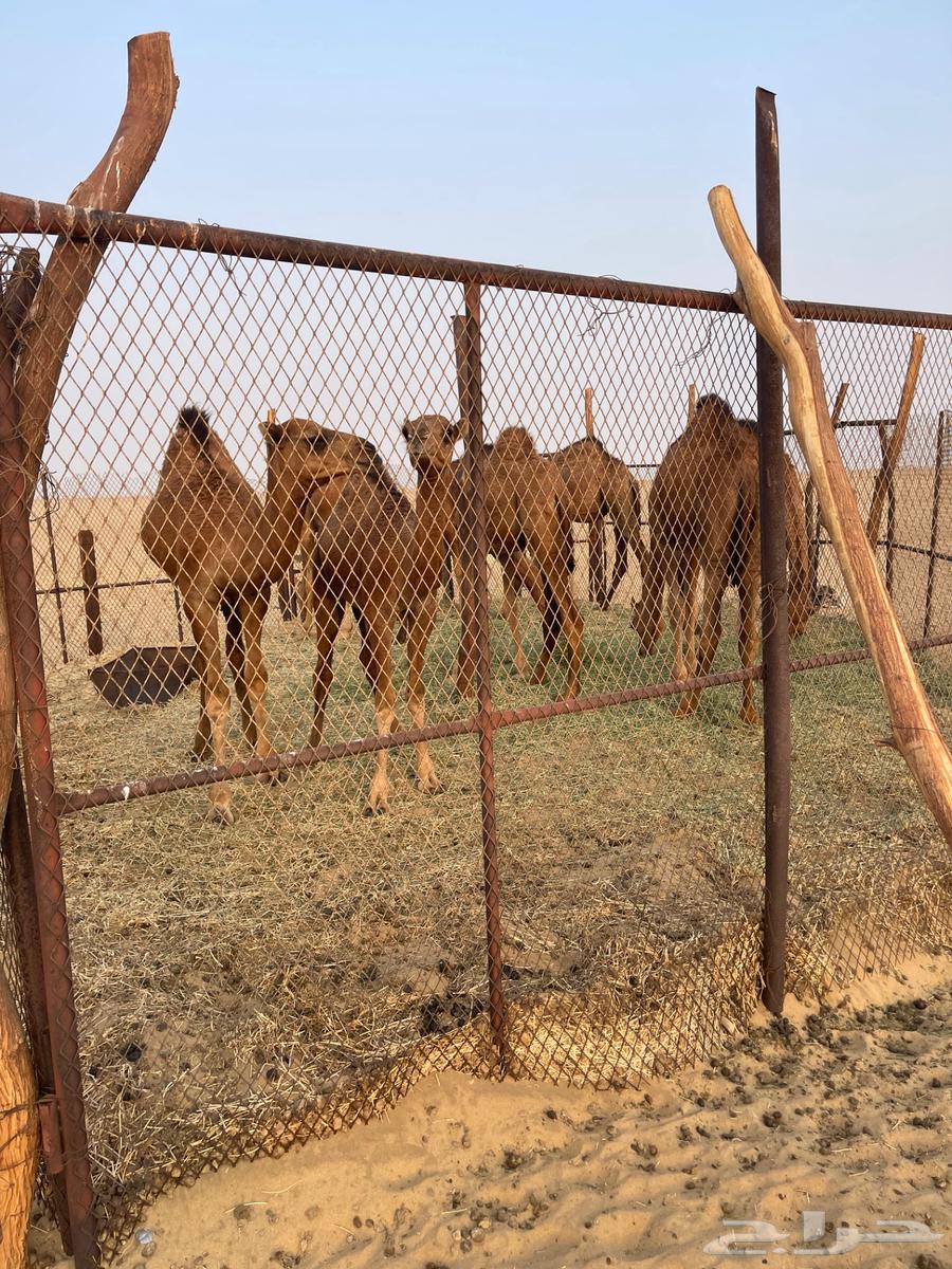 قعدان للبيع64622178692609113