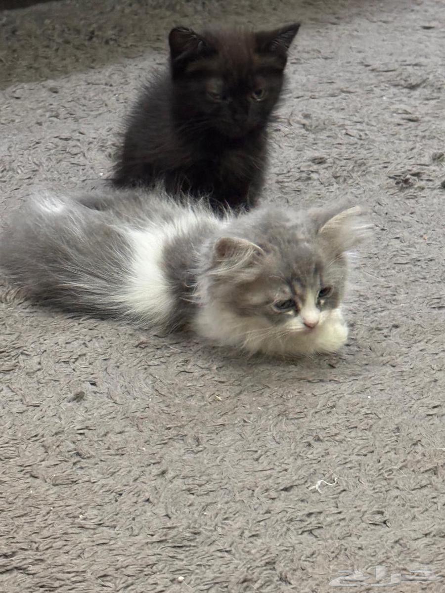 قطط للبيع64622912071938110