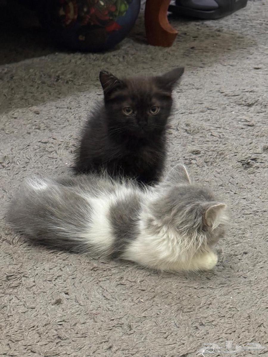 قطط للبيع64622912071938111