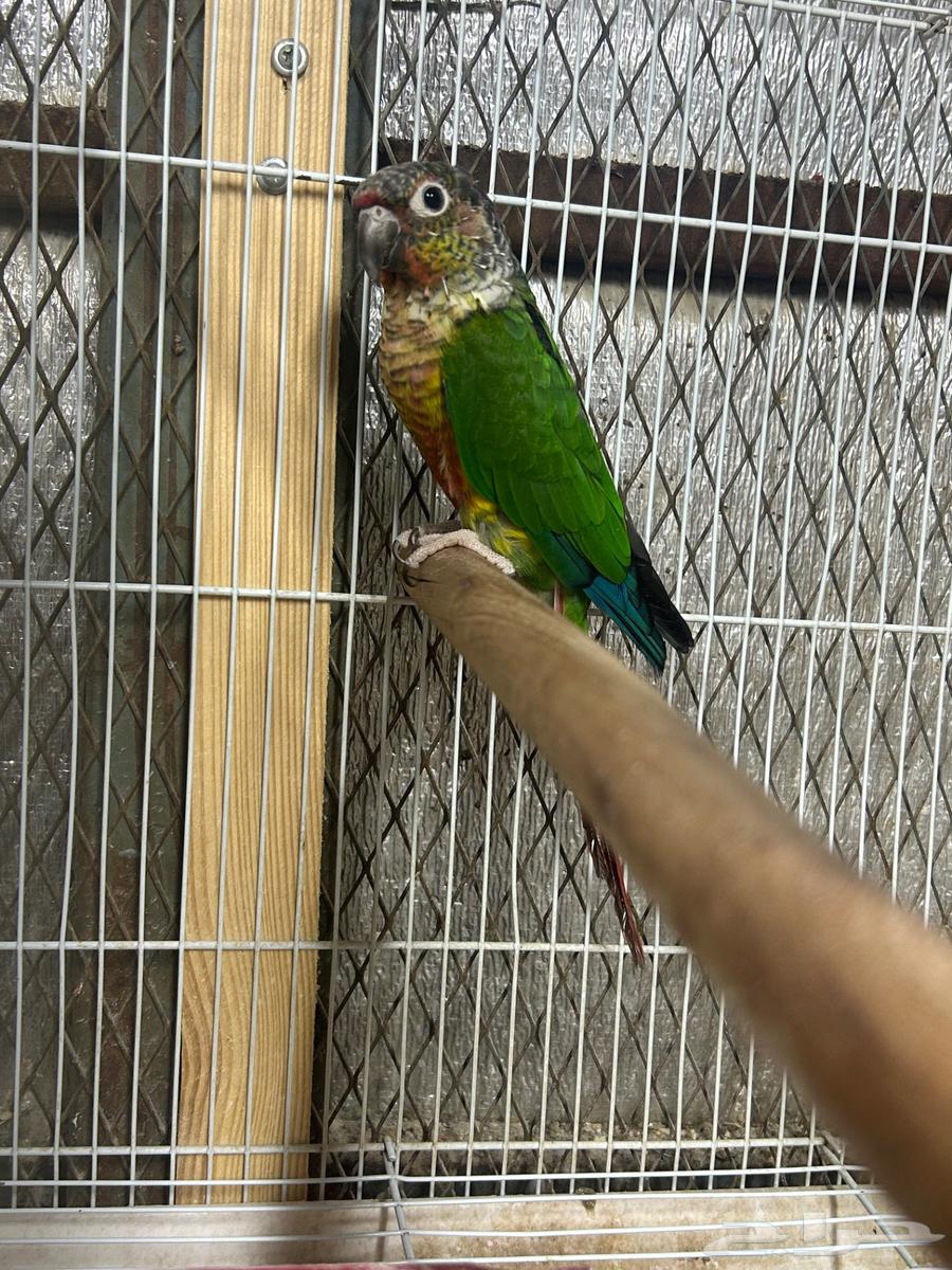 البيع كنيور ويلو سايد64623085283201111