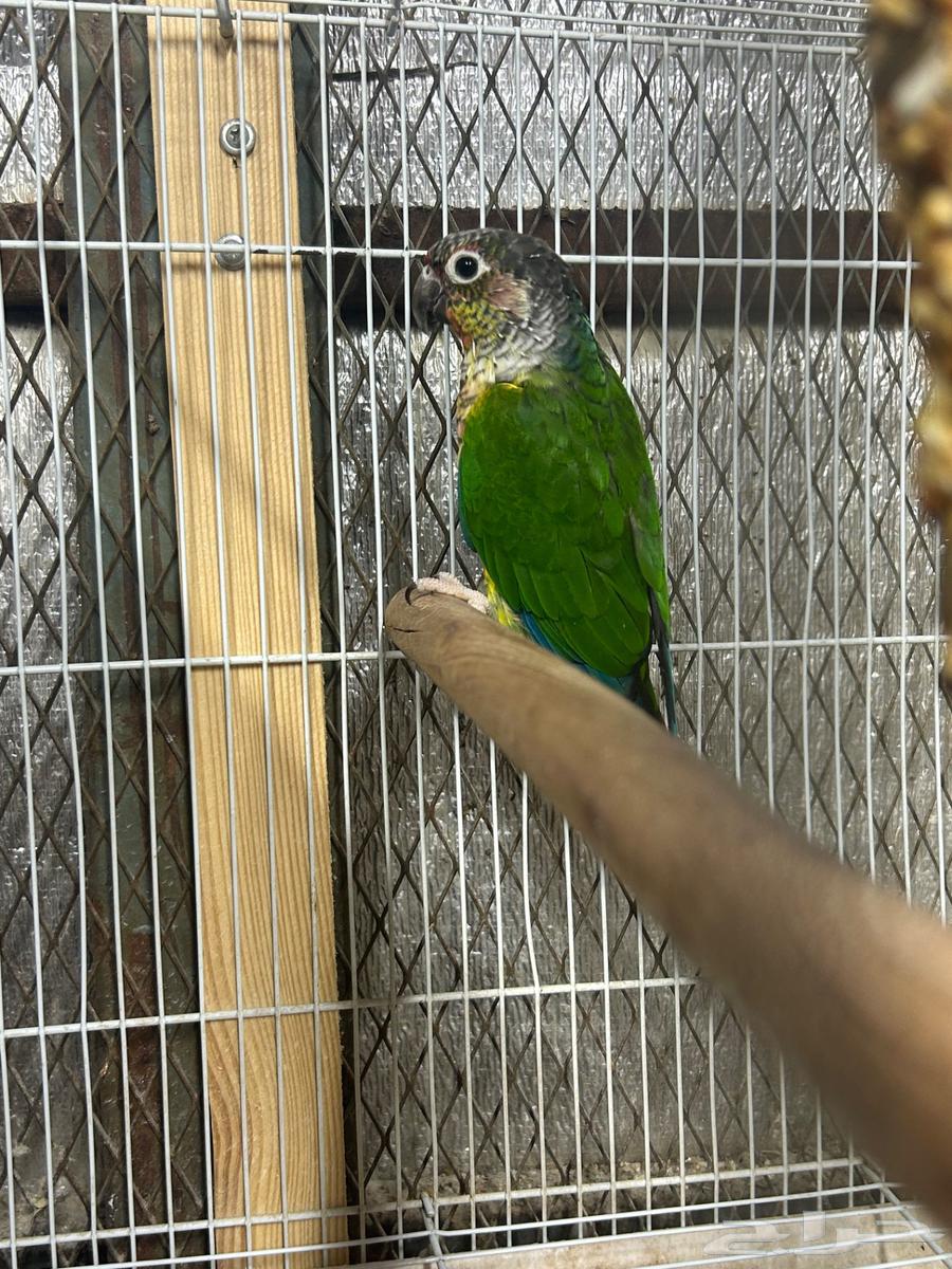 البيع كنيور ويلو سايد64623085283201112