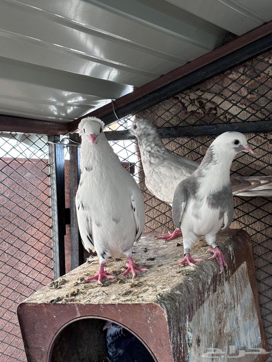 ( تم البيع ) حمام قطيفي قلاب64623109967874110