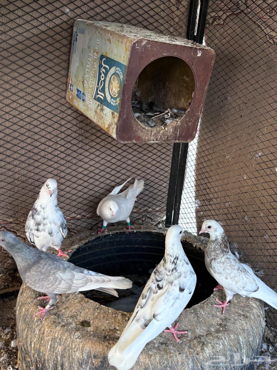 ( تم البيع ) حمام قطيفي قلاب64623109967874112