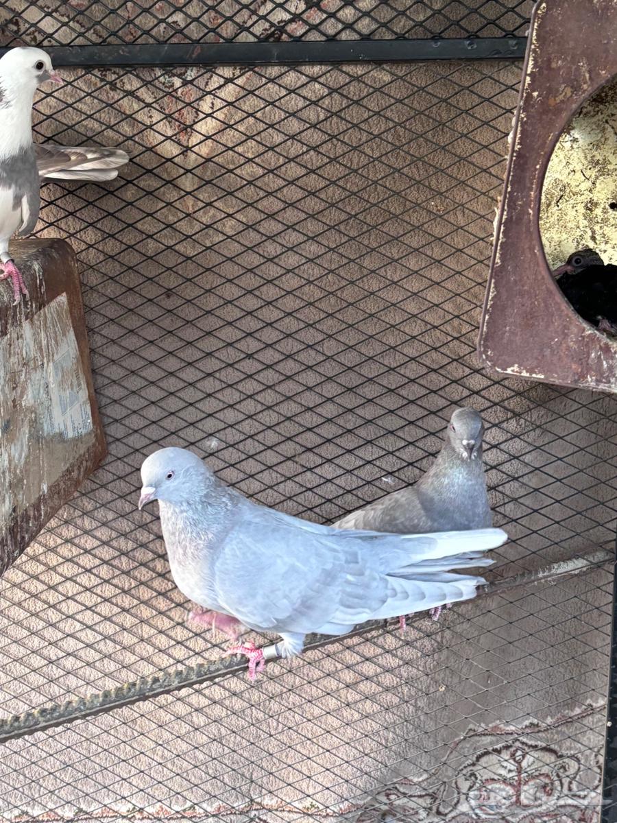 ( تم البيع ) حمام قطيفي قلاب64623109967874111