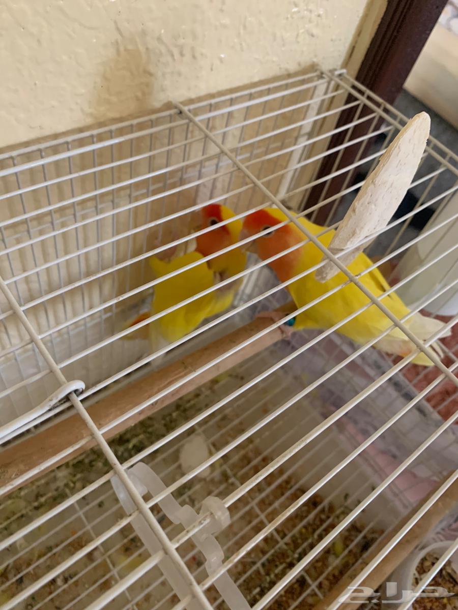 زوج روز للبيع64623789666946110