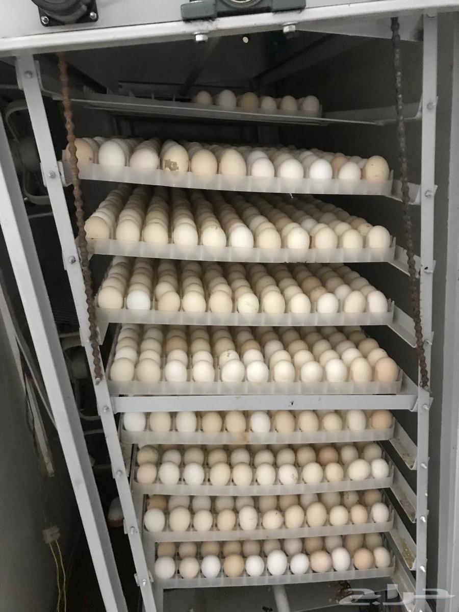 جهاز فقاسة بيض64594688766593110