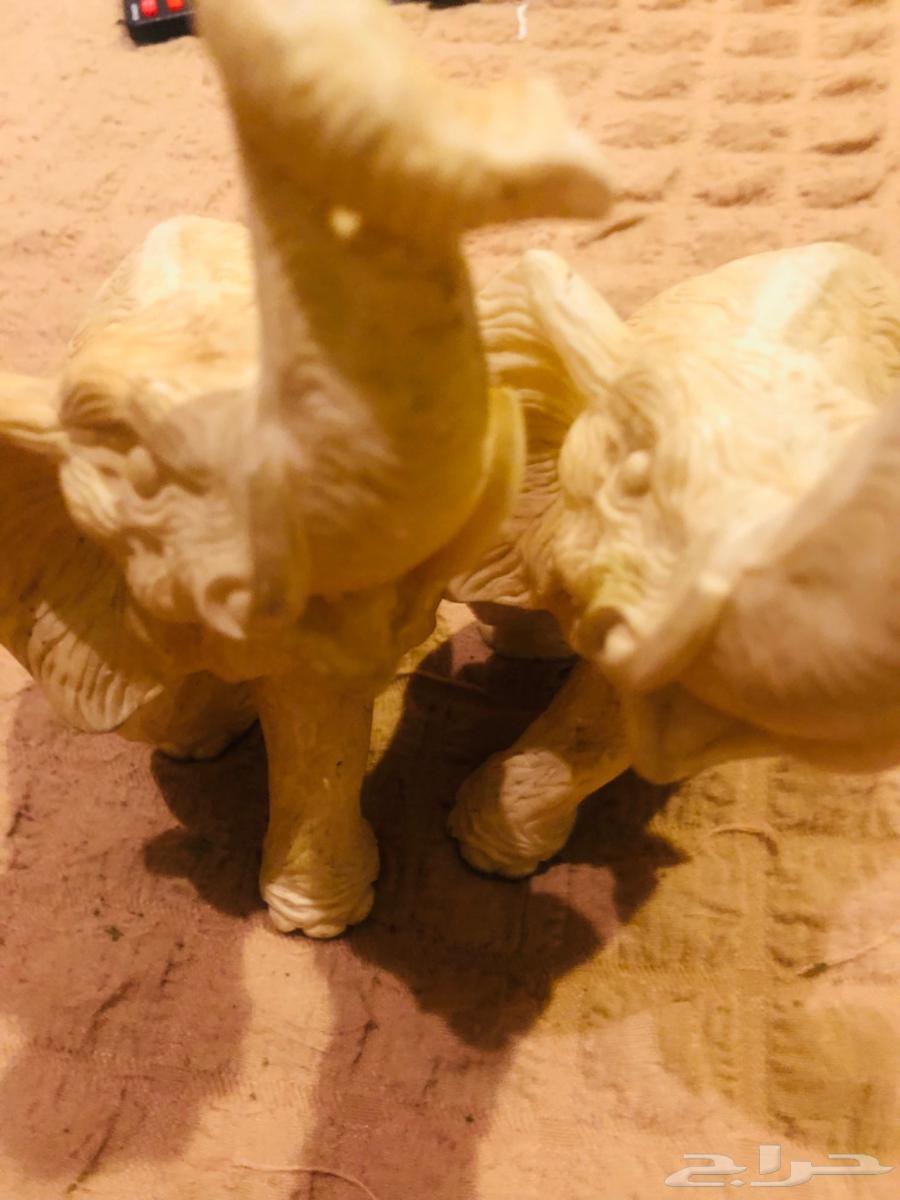 اثنين فيل للبيع64625453890689113