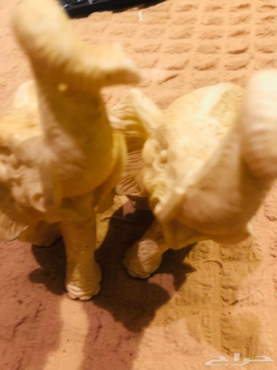 اثنين فيل للبيع64625453890689114