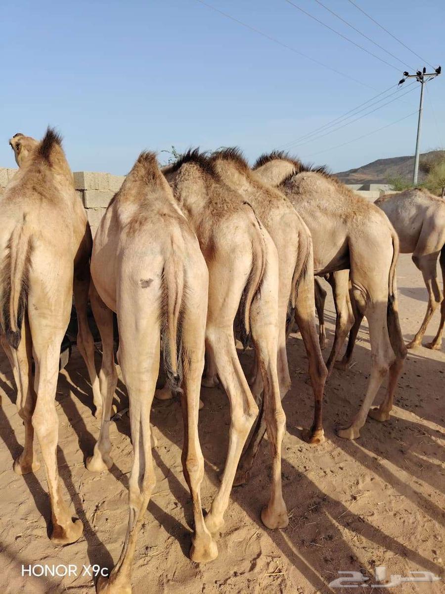 قعدان مفاريد صوماليه علي الشرط64617913234689110