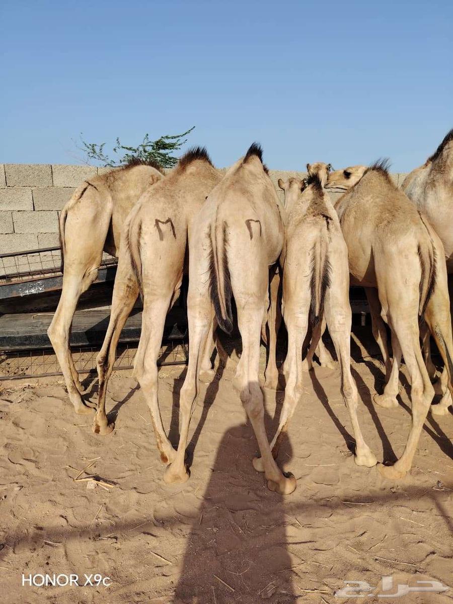 قعدان مفاريد صوماليه علي الشرط64617913234689111