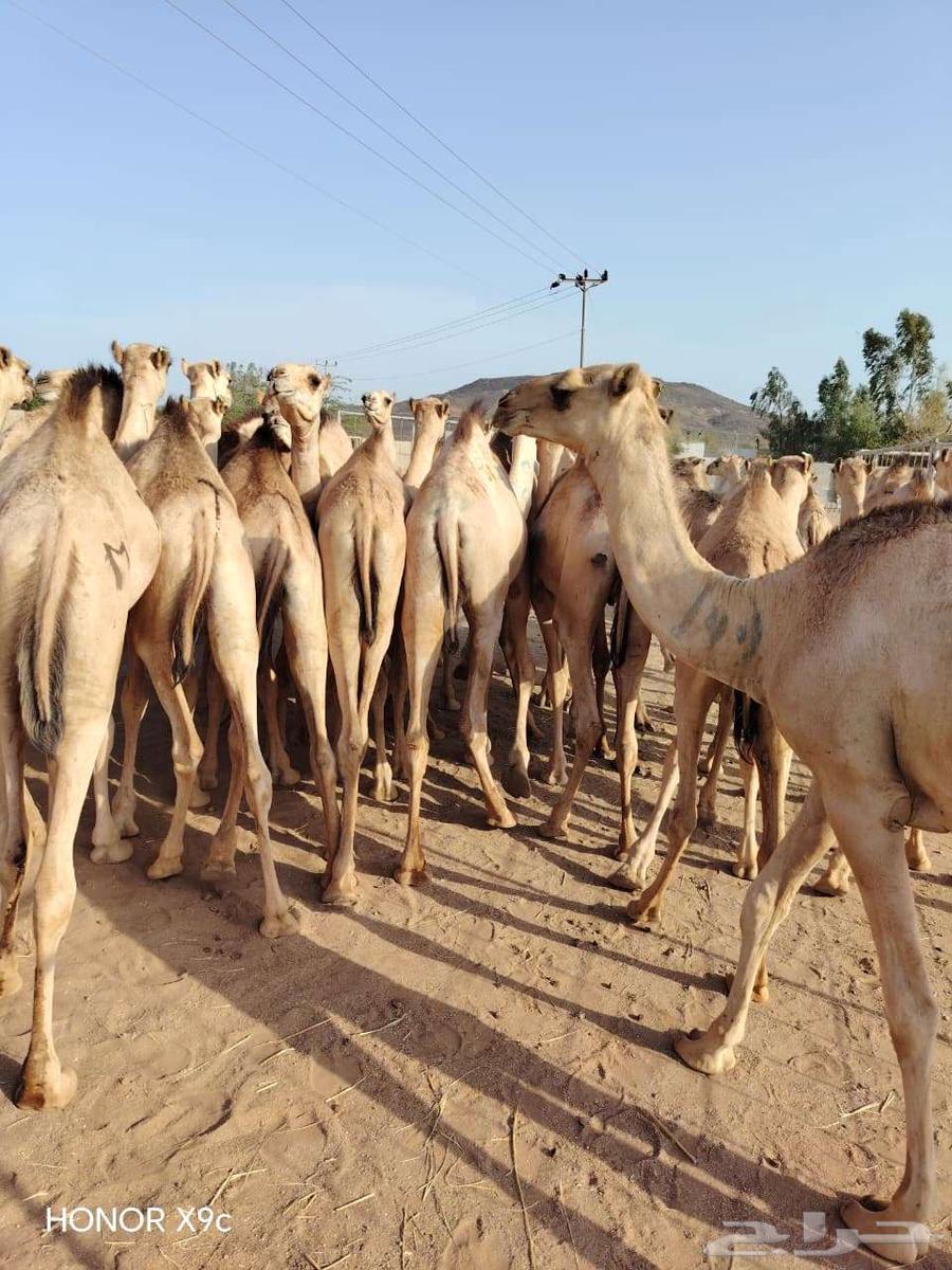 قعدان مفاريد صوماليه علي الشرط64617913234689114