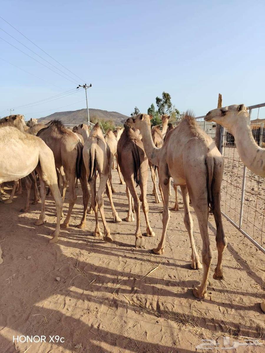 قعدان مفاريد صوماليه علي الشرط64617913234689113