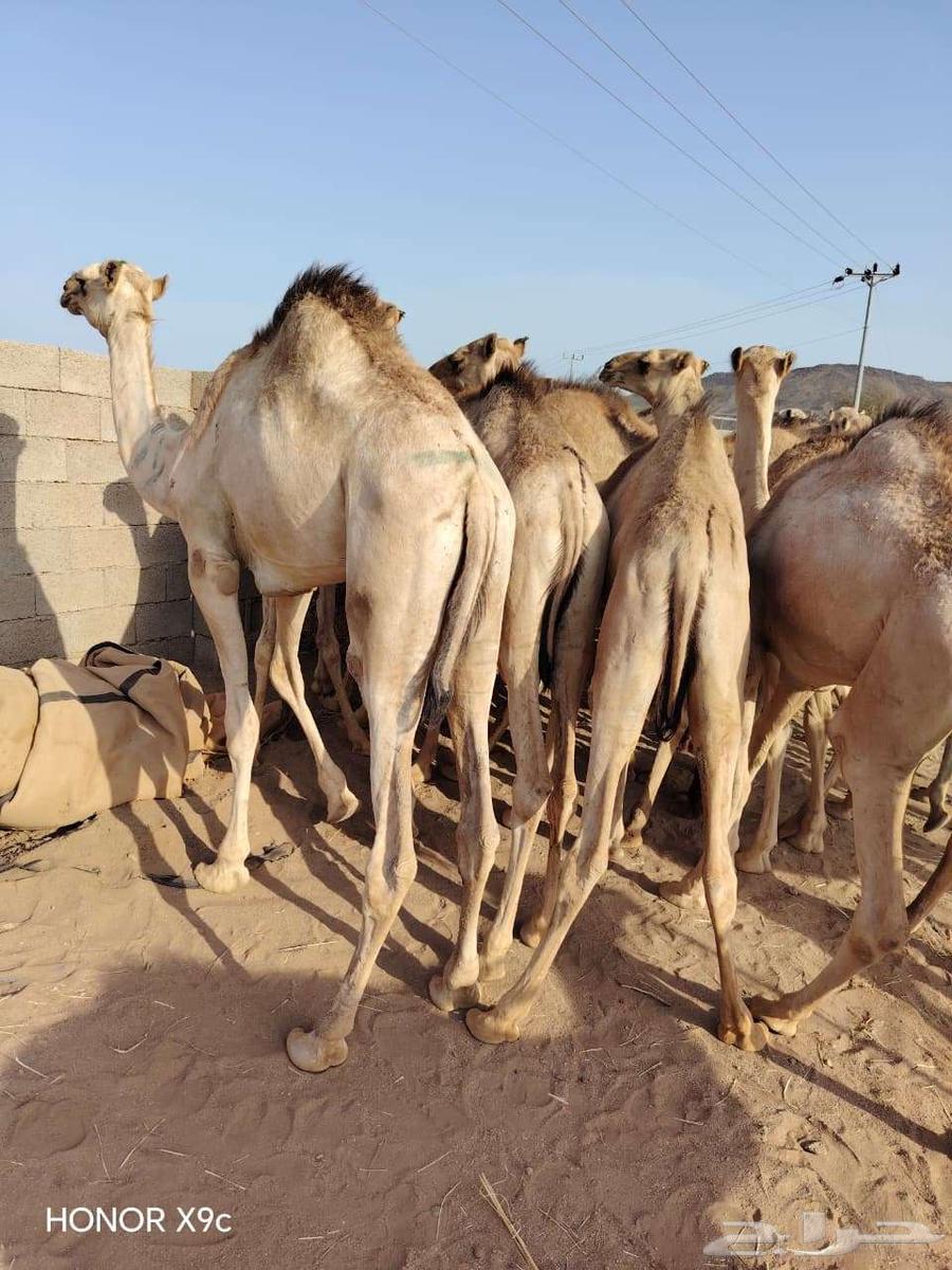 قعدان مفاريد صوماليه علي الشرط64617913234689112