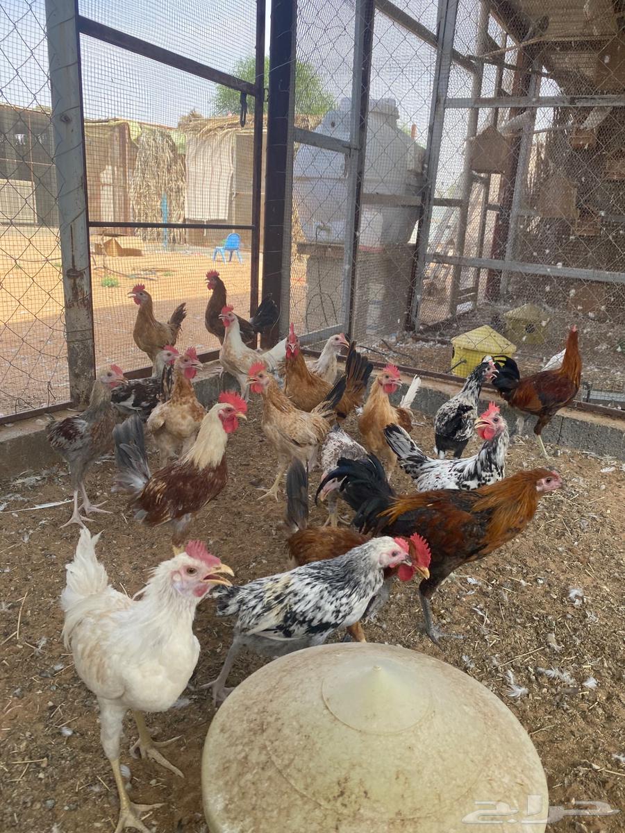 للبيع ديوك بلدي64618526972931110