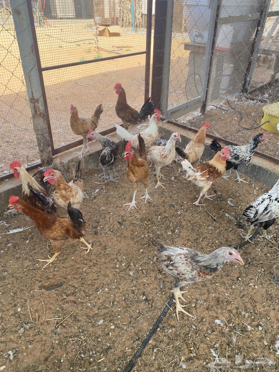 للبيع ديوك بلدي64618526972931111