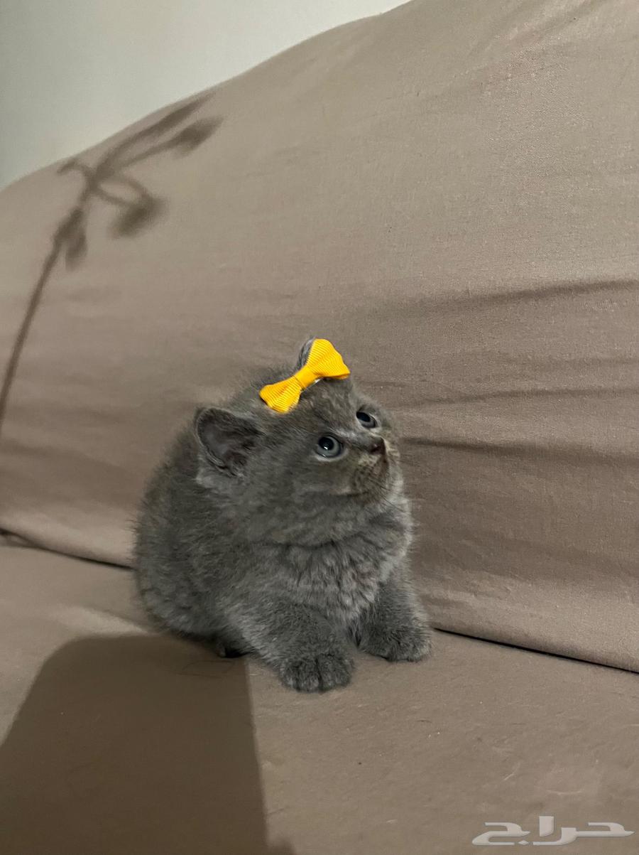 Scottish Straight Cat64618189791874111