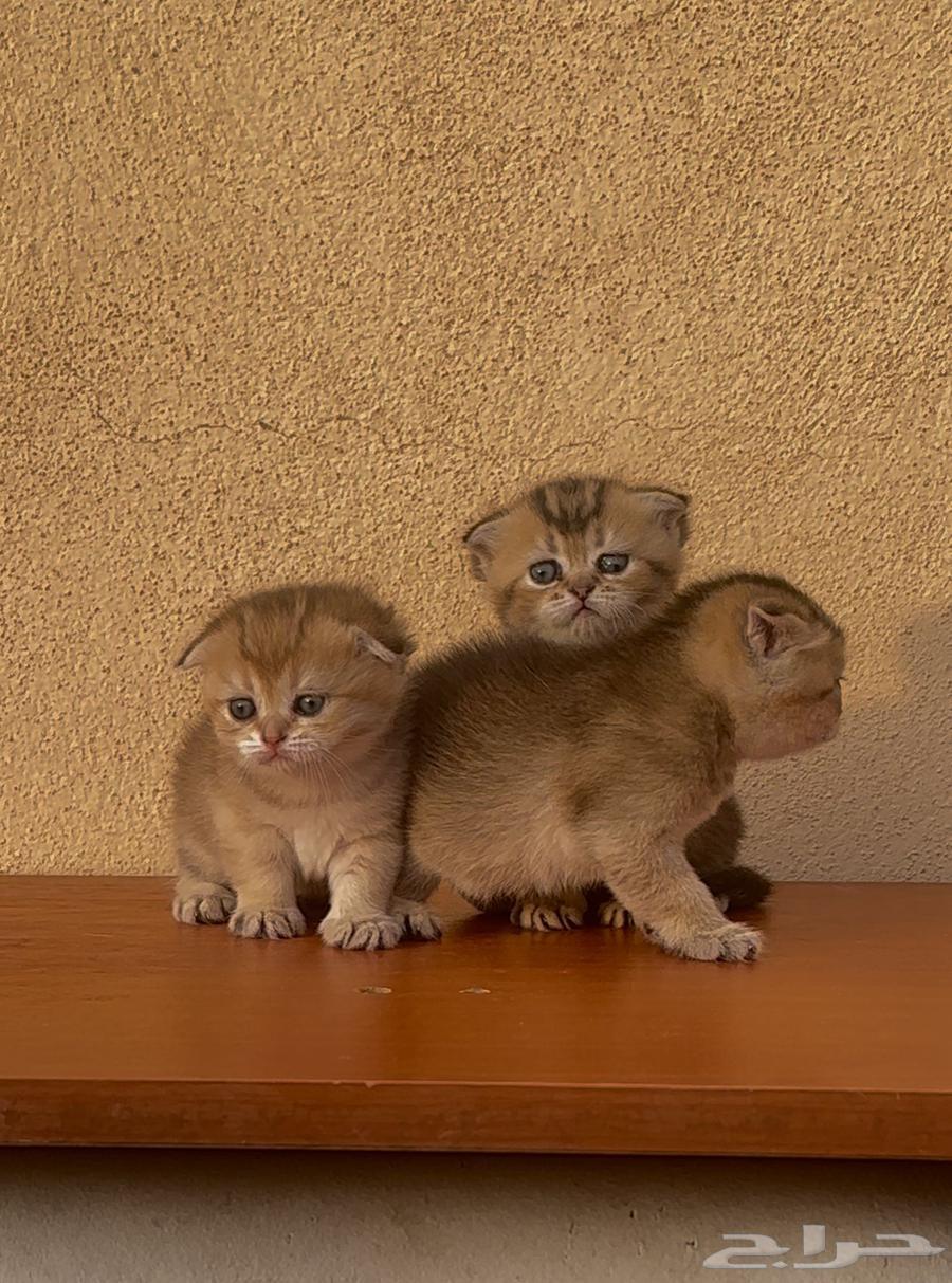 للبيع انثى سكوتش بيور تم البيع64618414032641111