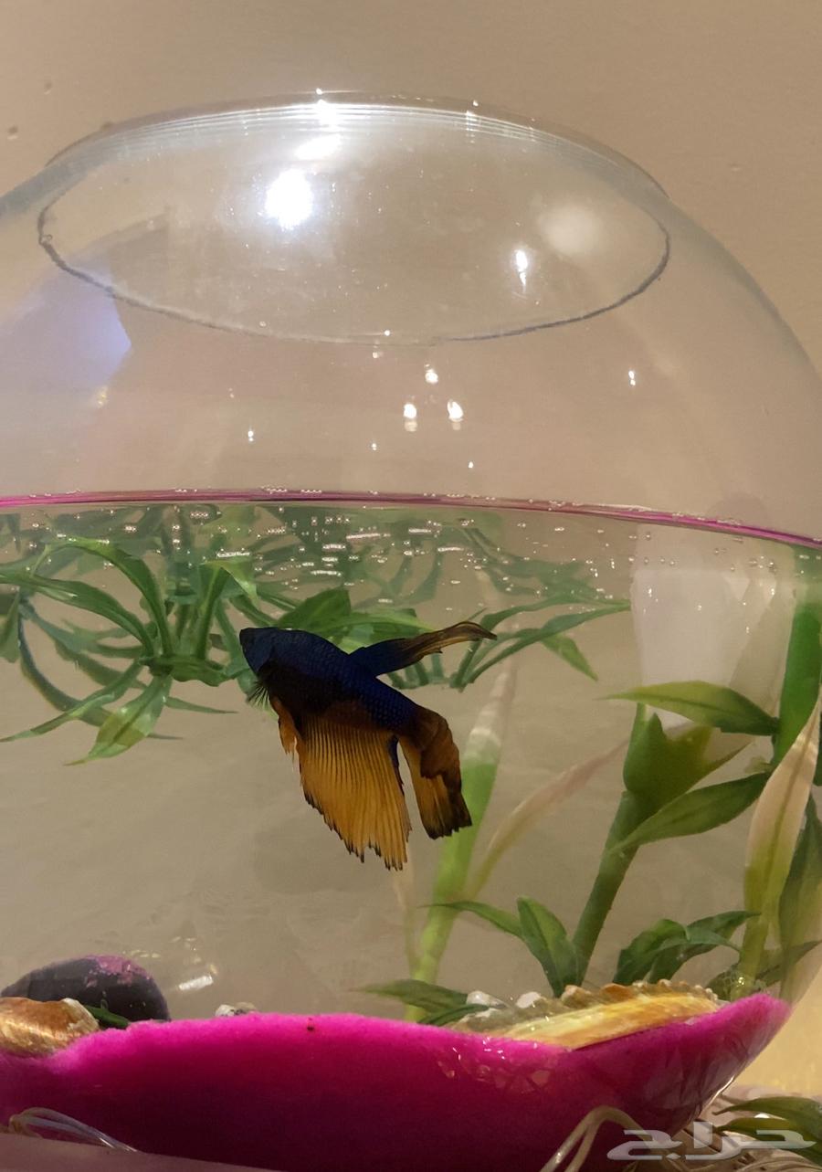 Fighter Fish for Sale – Price: 90 SAR, Delivered to Your Home (Makkah)64626212660993110