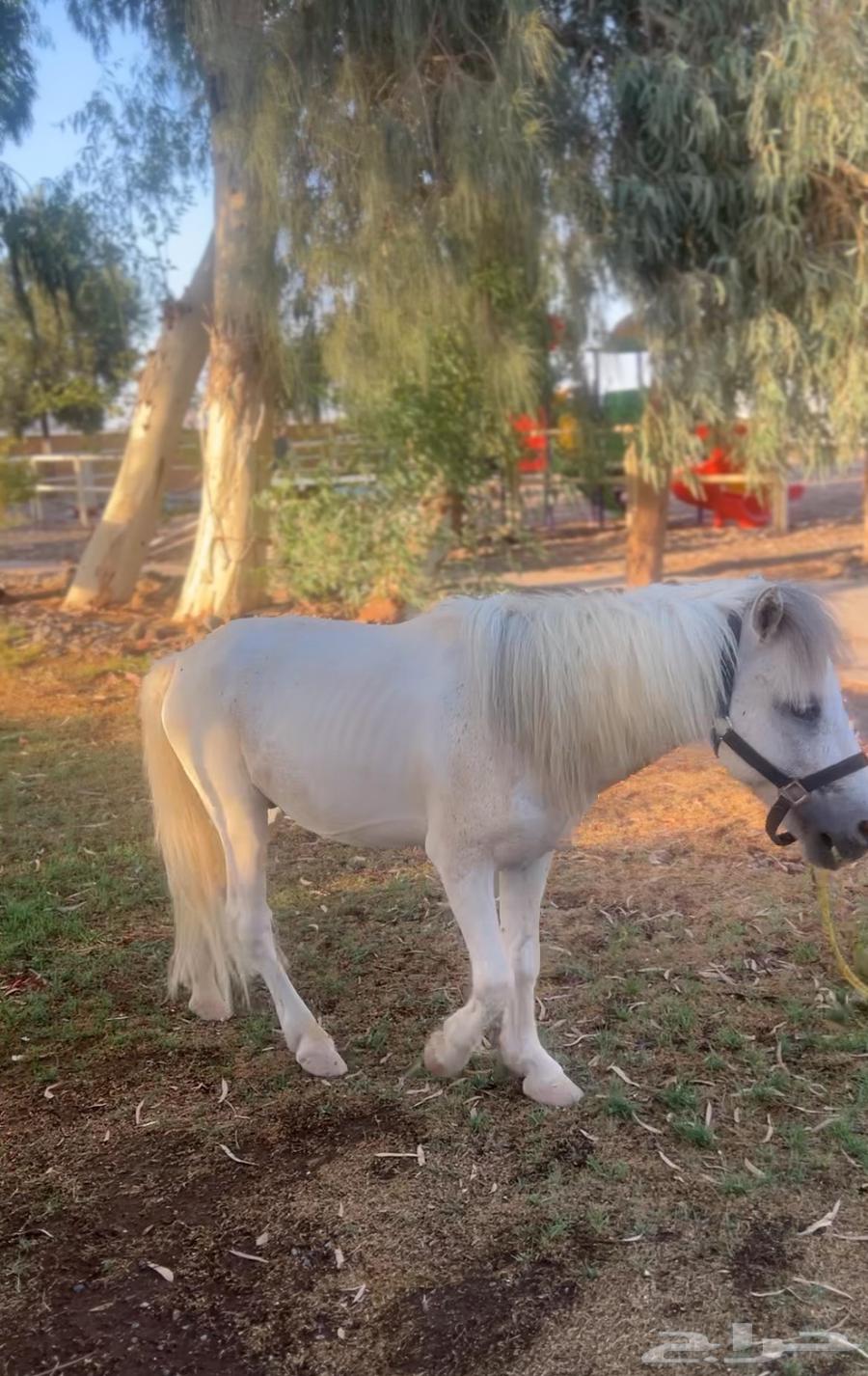 خيل للبيع64548800410626114