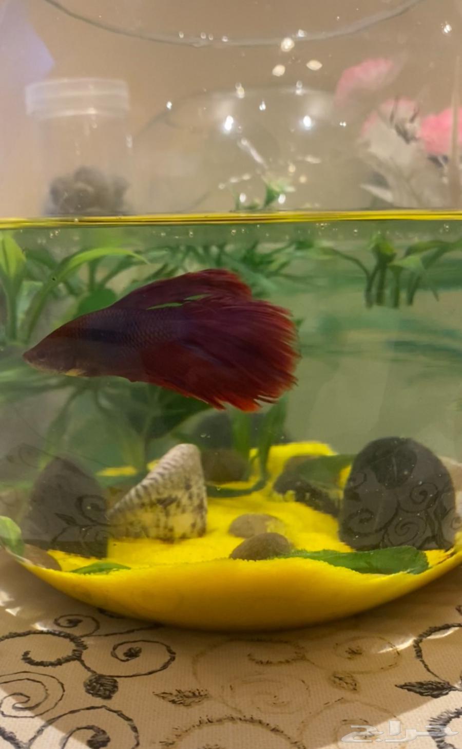 Fighter Fish for Sale – Price: 90 SAR, Delivered to Your Home (Makkah)64626212660993111