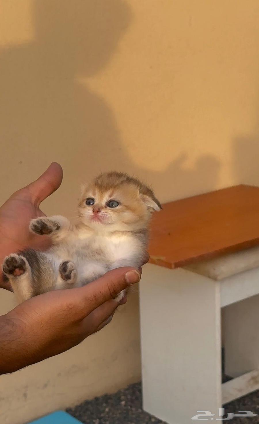 للبيع انثى سكوتش بيور تم البيع64618414032641110