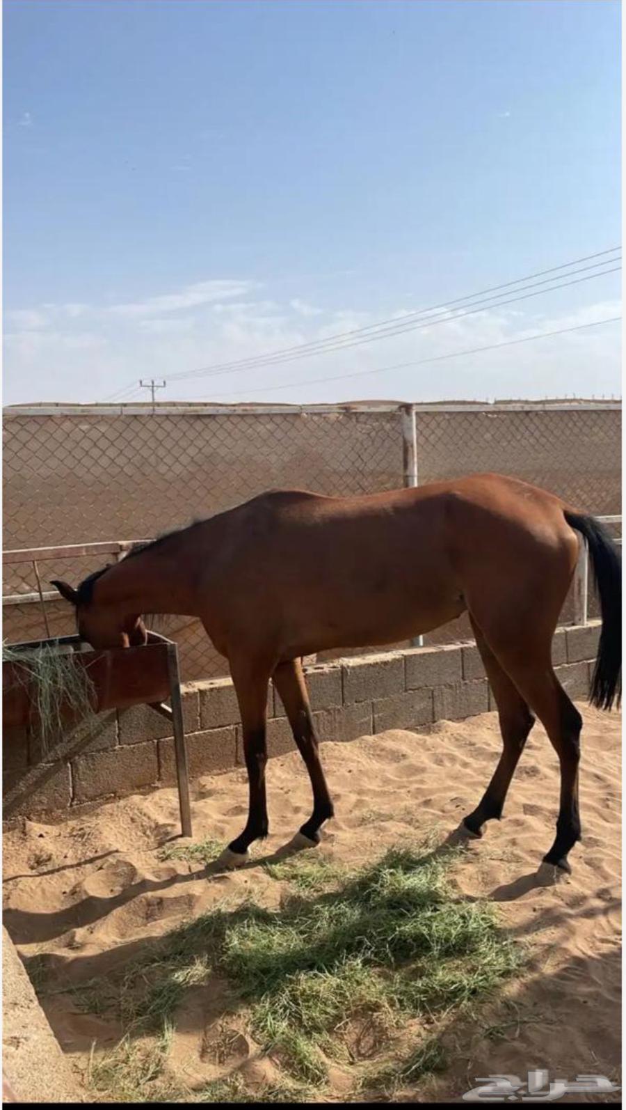 خيل للبيع64548800410626113