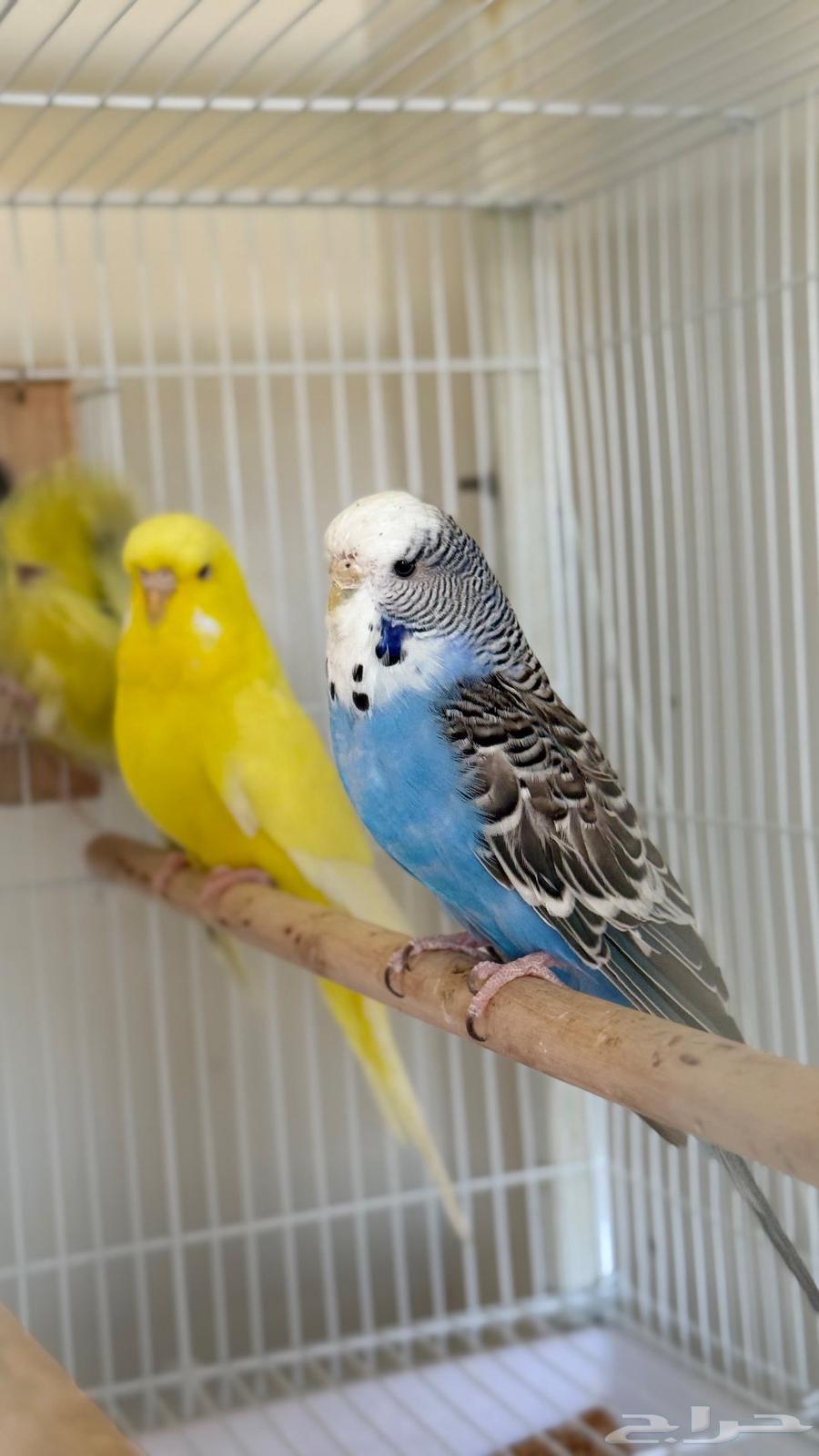 English Badge64619179836035110