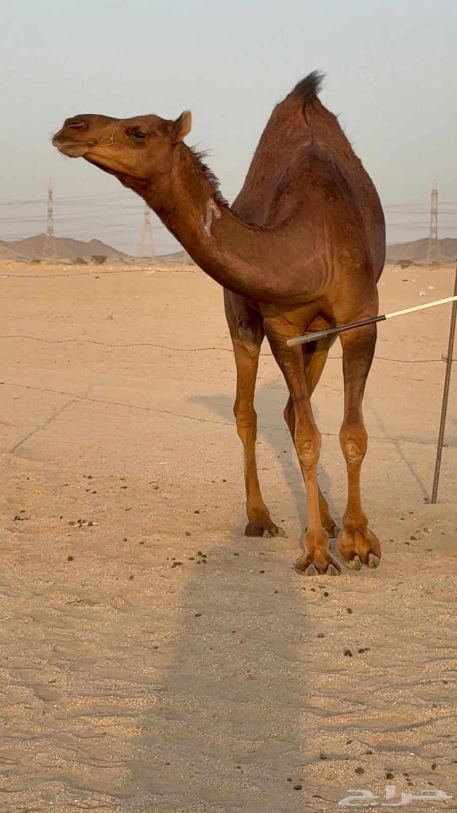 بكره جذعه مدني حمرا دم دهما64620805245697113