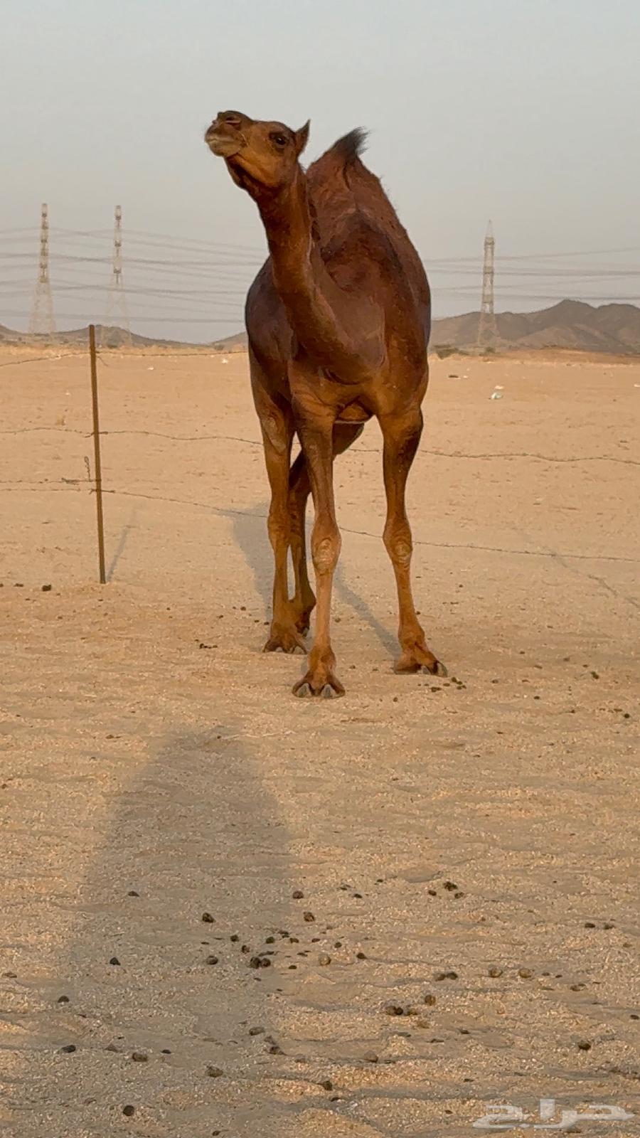 بكره جذعه مدني حمرا دم دهما64620805245697110