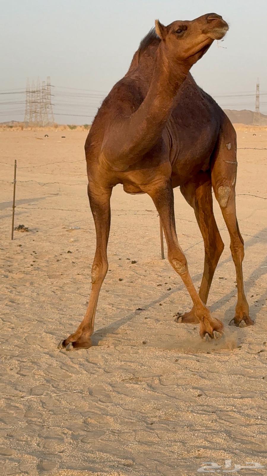 بكره جذعه مدني حمرا دم دهما64620805245697112