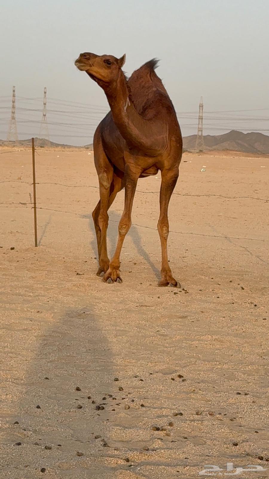 بكره جذعه مدني حمرا دم دهما64620805245697114