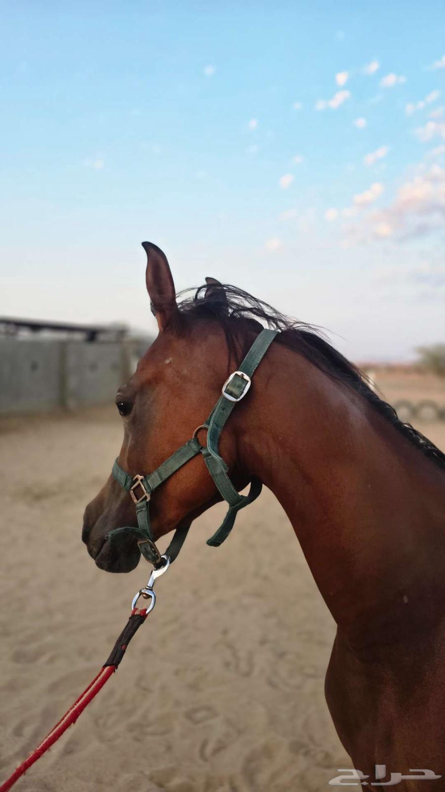 مهره واهو64621866864769112