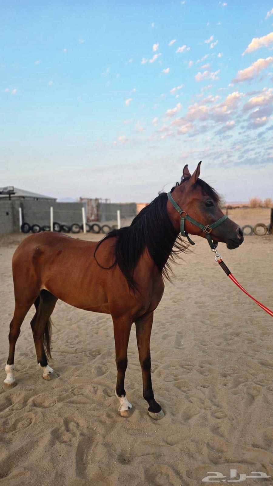 مهره واهو64621866864769113