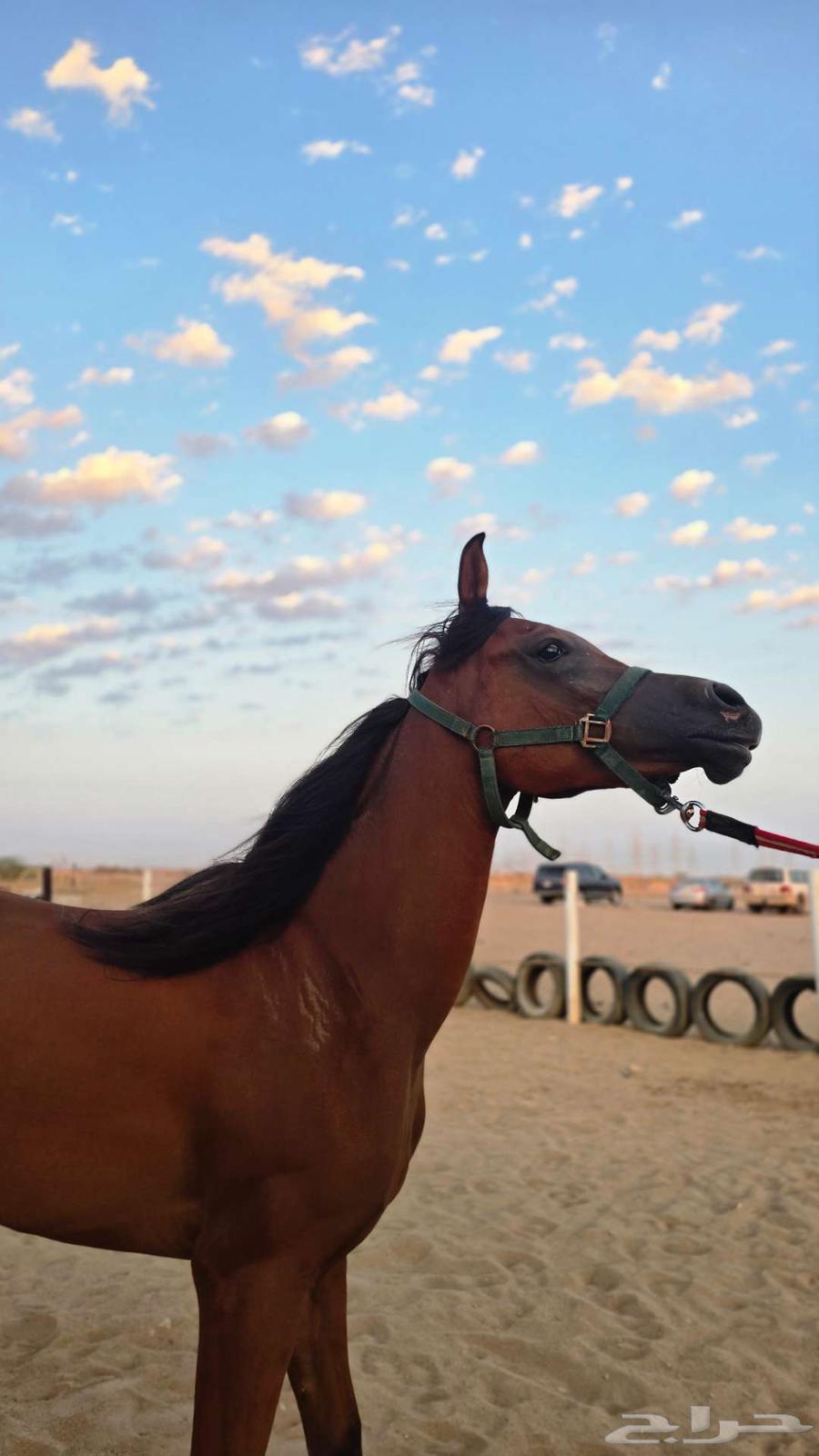 مهره واهو64621866864769110