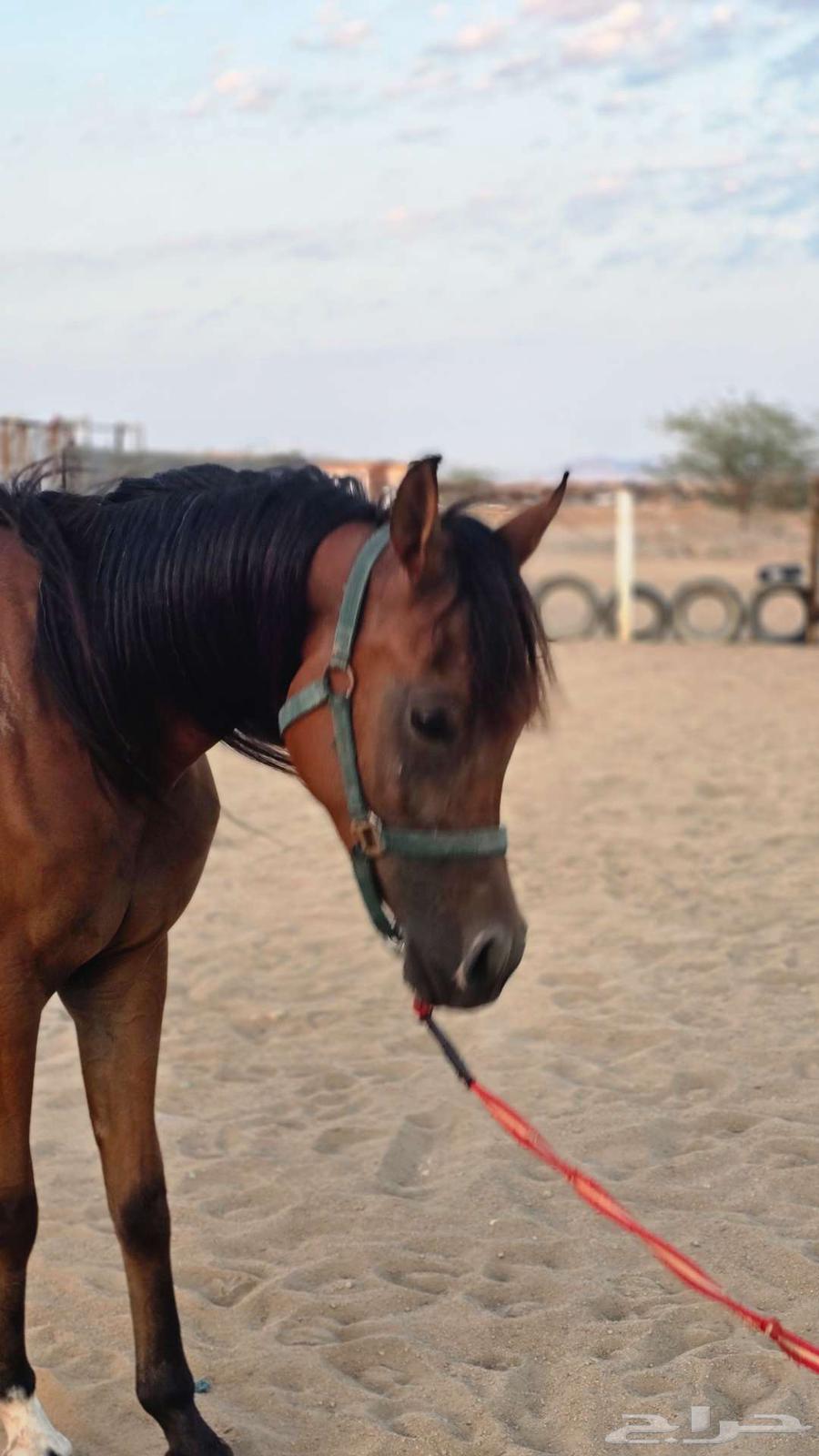 مهره واهو64621866864769111