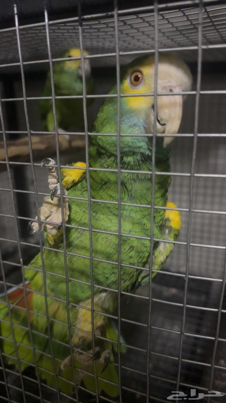 Hybrid Amazon Parrot Pair64622463004674110