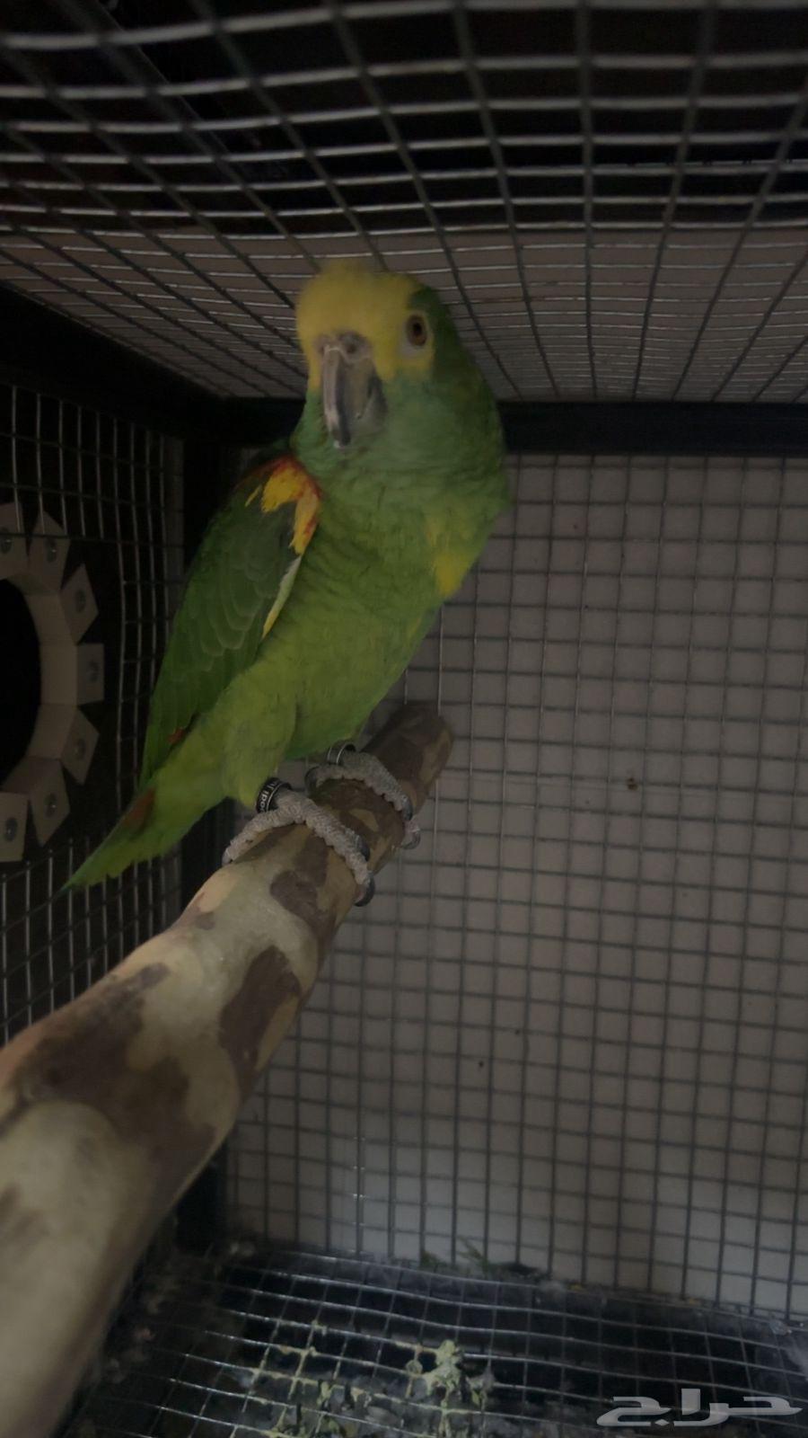 Hybrid Amazon Parrot Pair64622463004674112