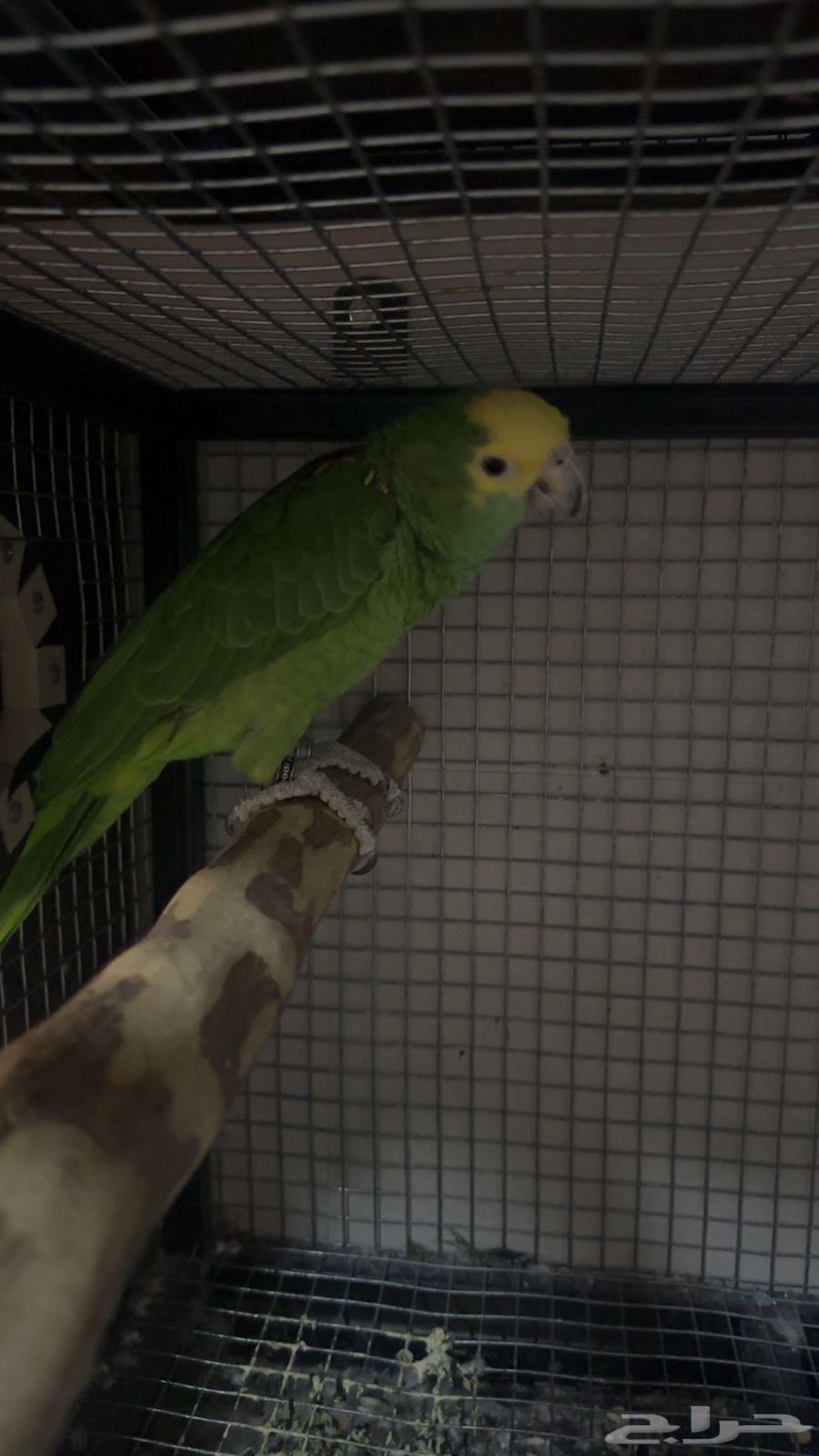 Hybrid Amazon Parrot Pair64622463004674113