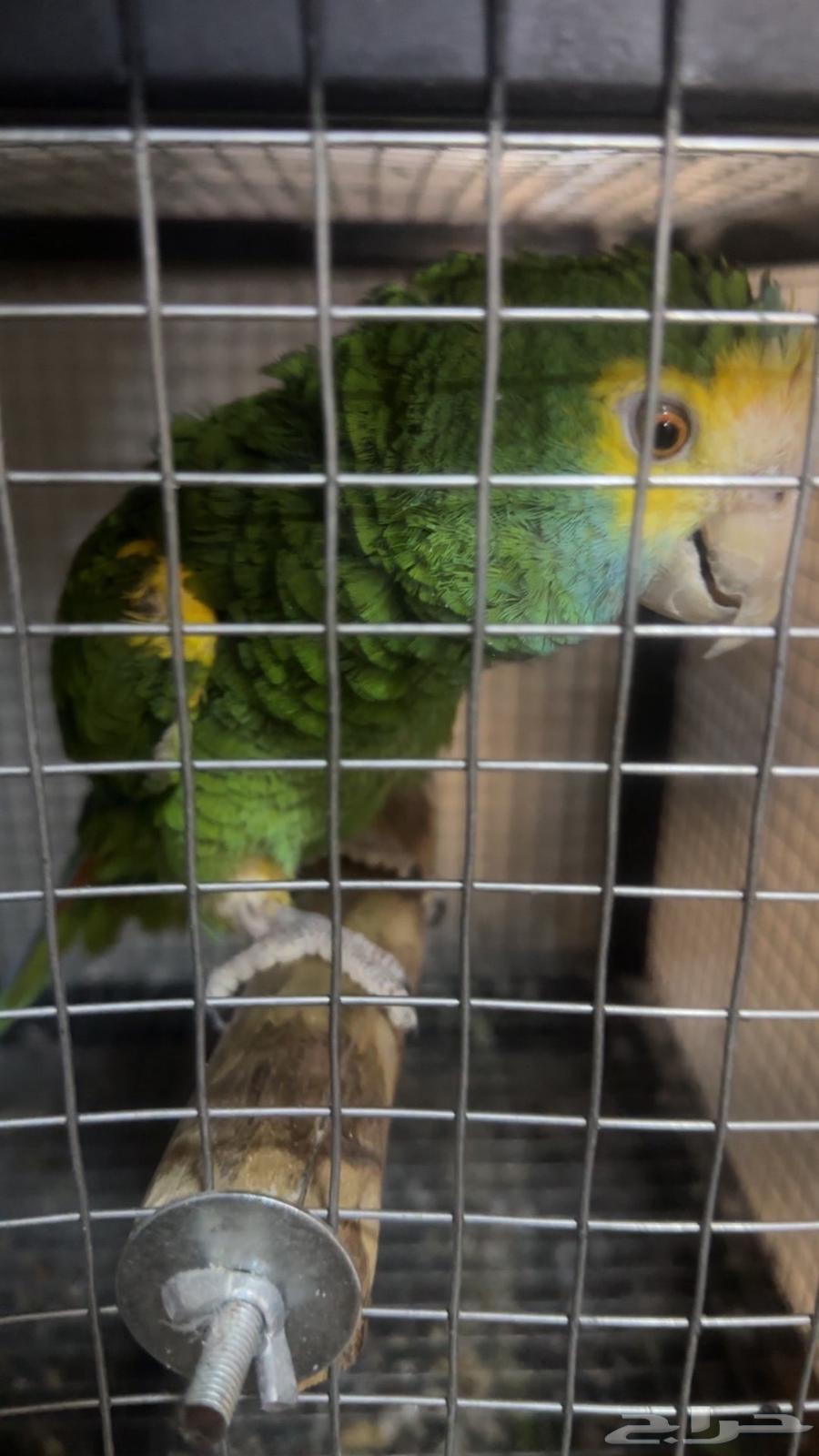 Hybrid Amazon Parrot Pair64622463004674114