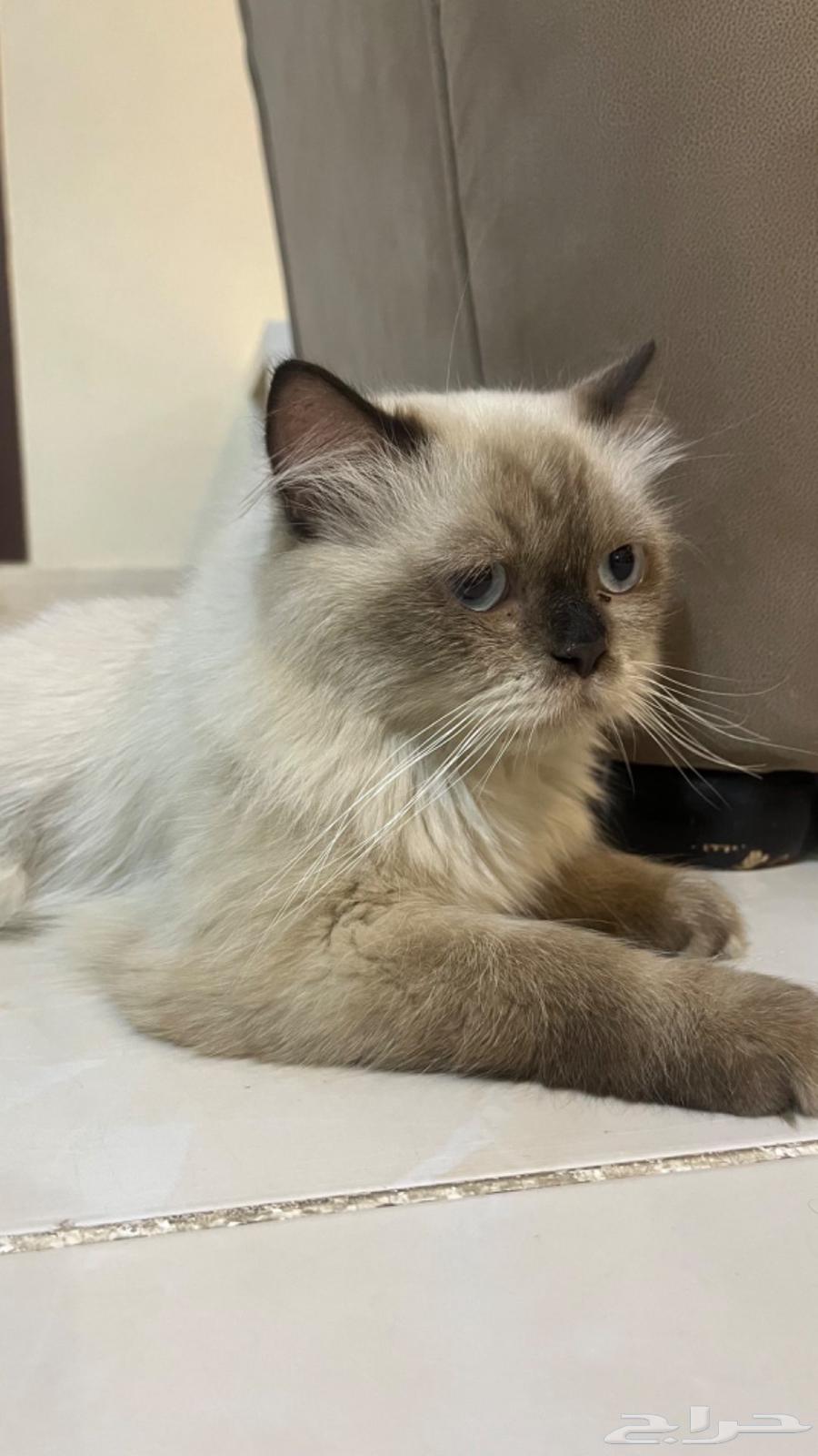 قط الراغدول64623640153345110