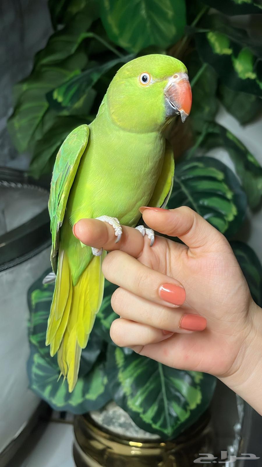 For Sale: Affectionate Durrat Parrot, Suitable for Children64623826356483110