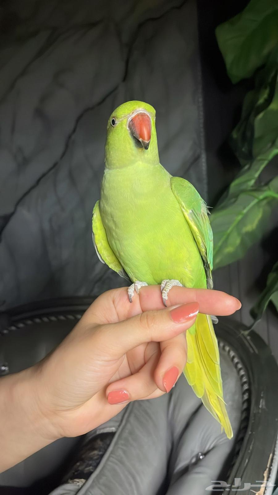 For Sale: Affectionate Durrat Parrot, Suitable for Children64623826356483112