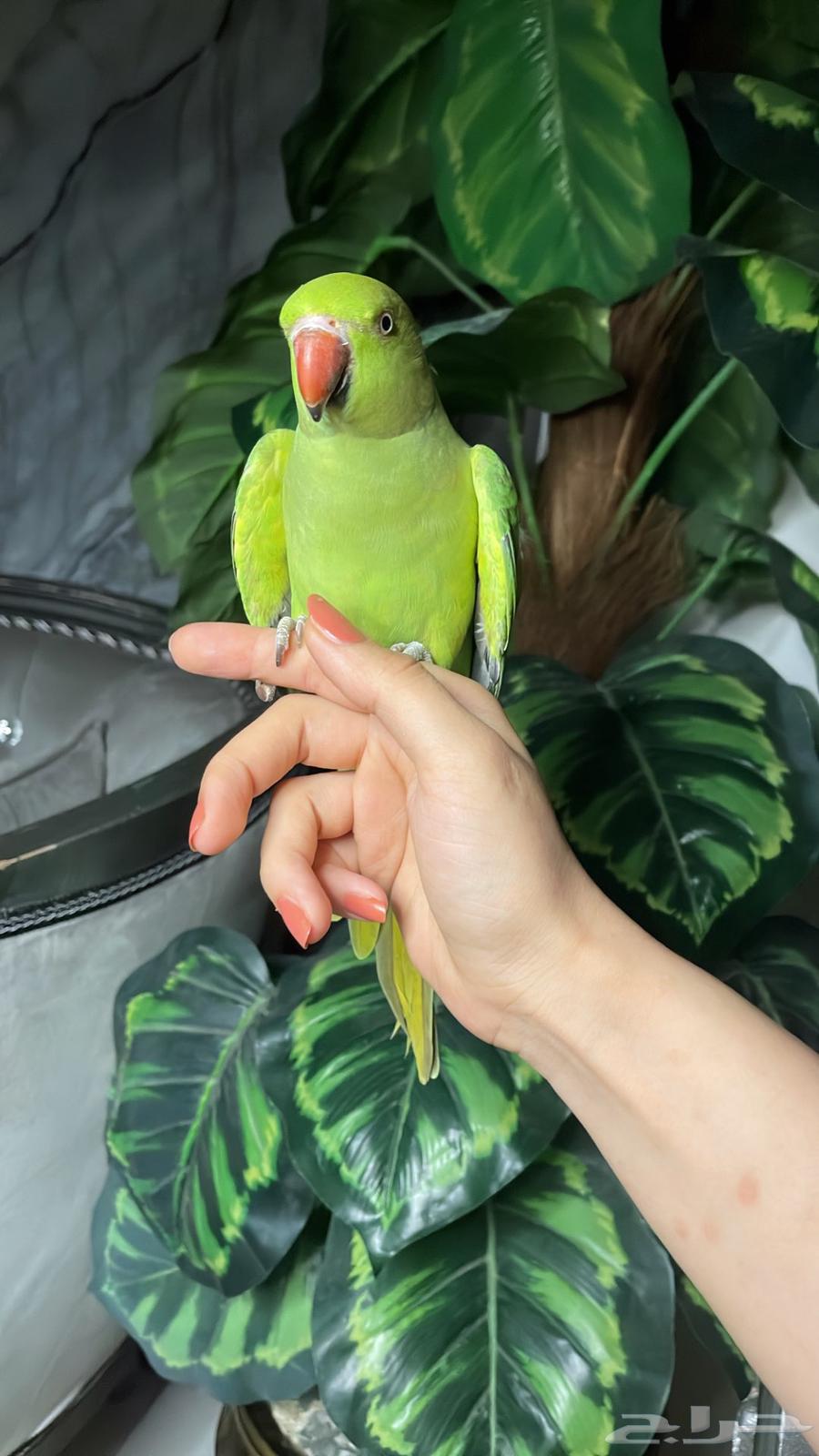 For Sale: Affectionate Durrat Parrot, Suitable for Children64623826356483111