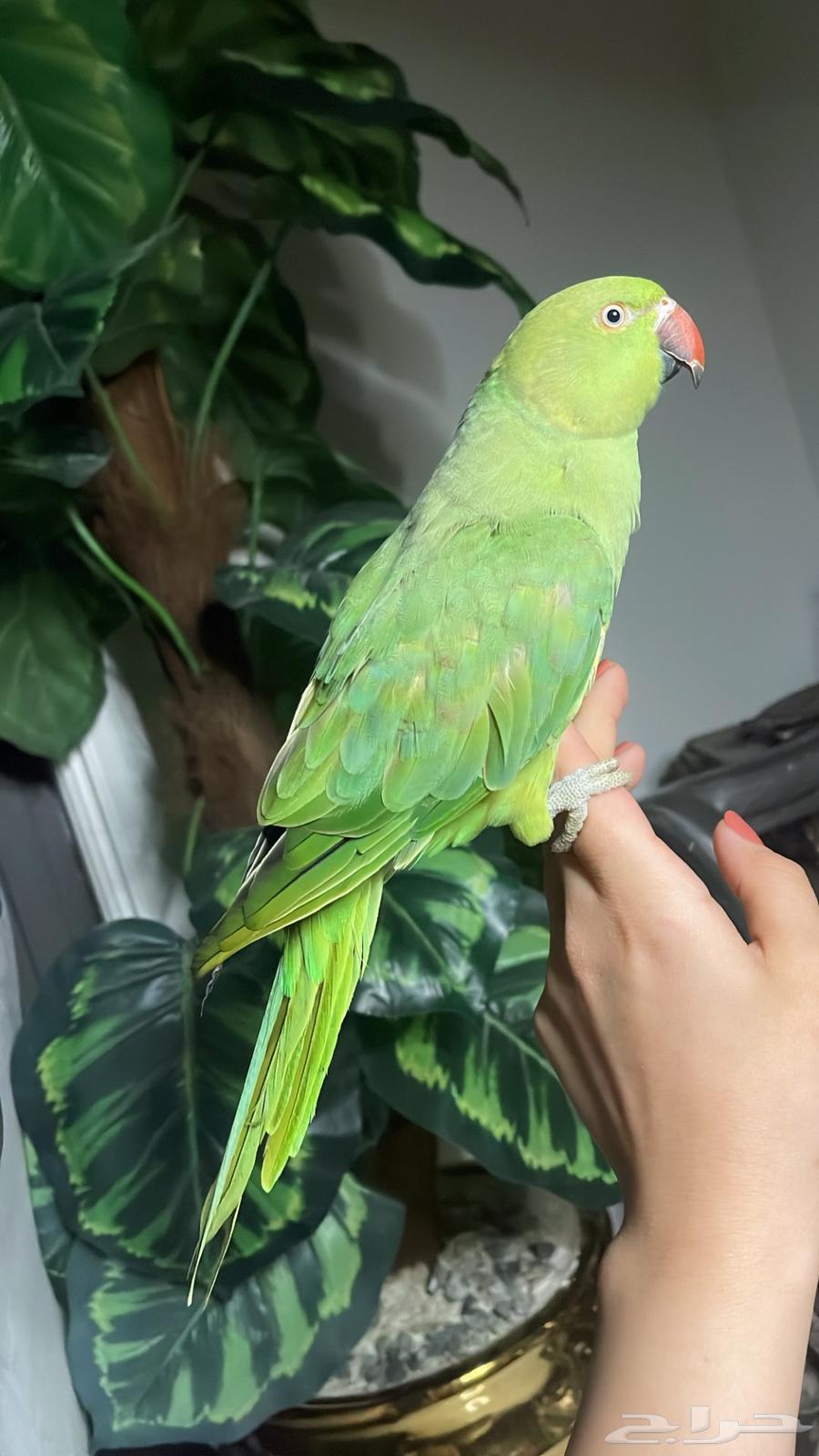 For Sale: Affectionate Durrat Parrot, Suitable for Children64623826356483113