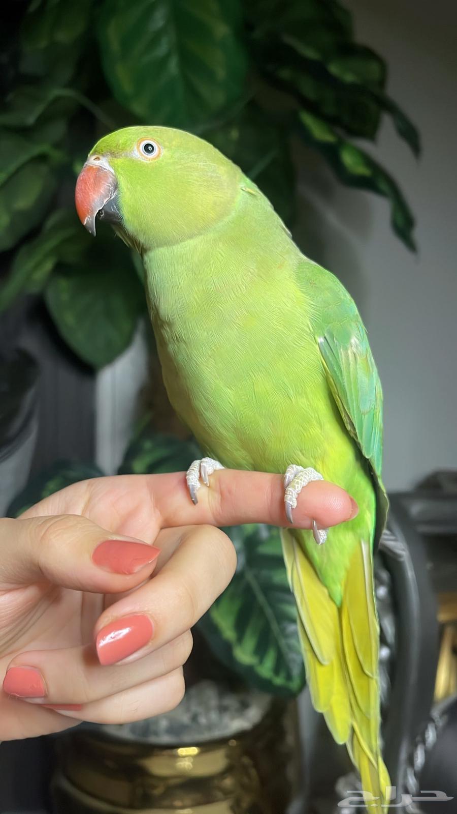 For Sale: Affectionate Durrat Parrot, Suitable for Children64623826356483114